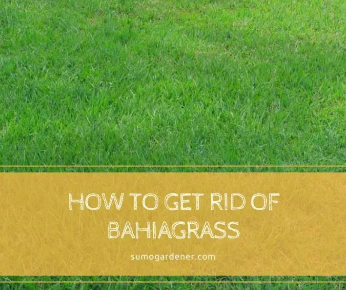 How To Get Rid Of BahiaGrass: Tips To Prevent Bahia Grass