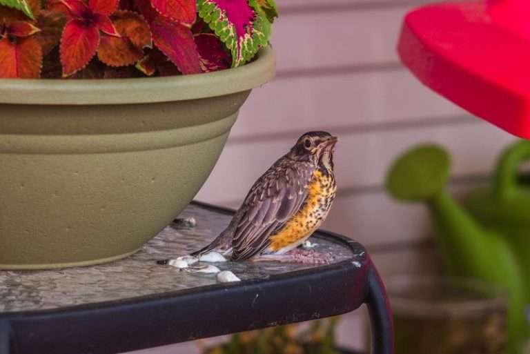 How to Get Rid of Birds Pooping on Patio