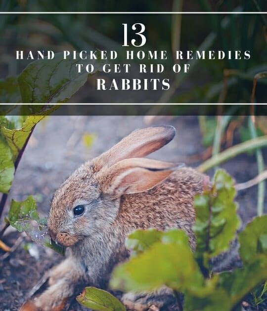How To Get Rid Of Bunnies In Backyard