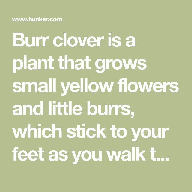 How to Get Rid of Burr Clover