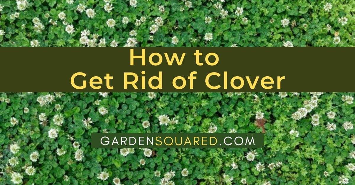 How to Get Rid Of Clover in Your Lawn Without Killing the Grass ...