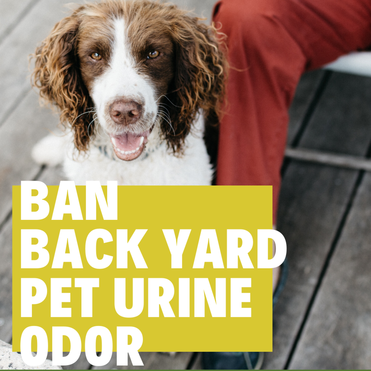 How to Get Rid of Dog Urine Smell Outside