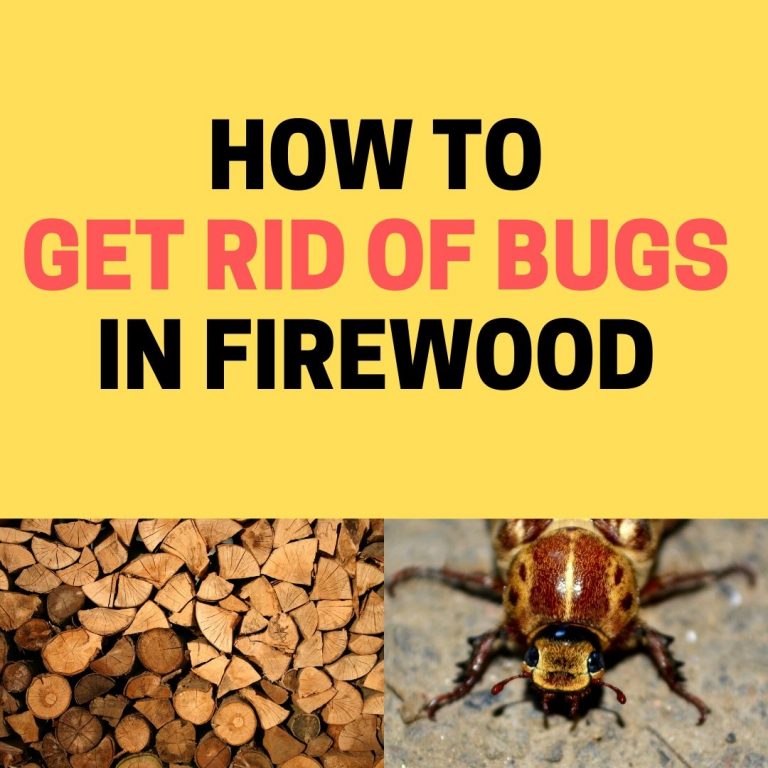 How to Get Rid of Furniture Beetles (Woodworms)