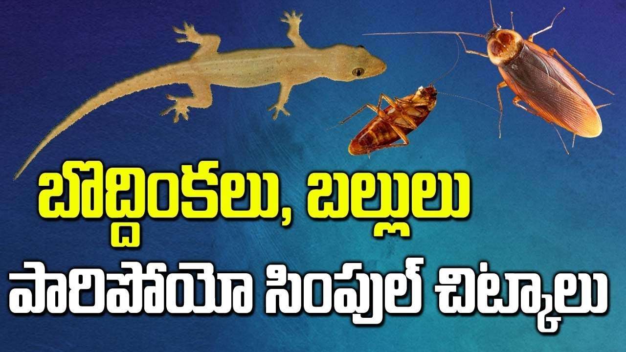 How to get rid of Lizards at Home Permanently and Quickly ...