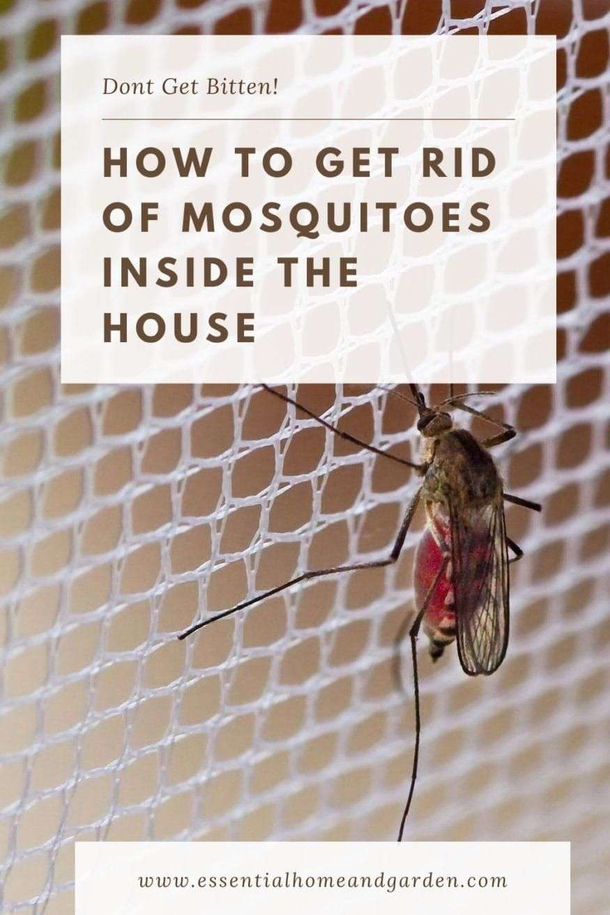 How to Get Rid of Mosquitoes Inside the House