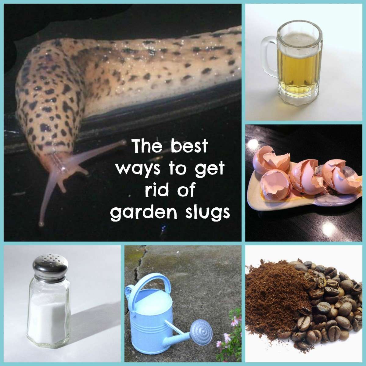 How to Get Rid of Slugs in the Garden by Kathy Hull ...
