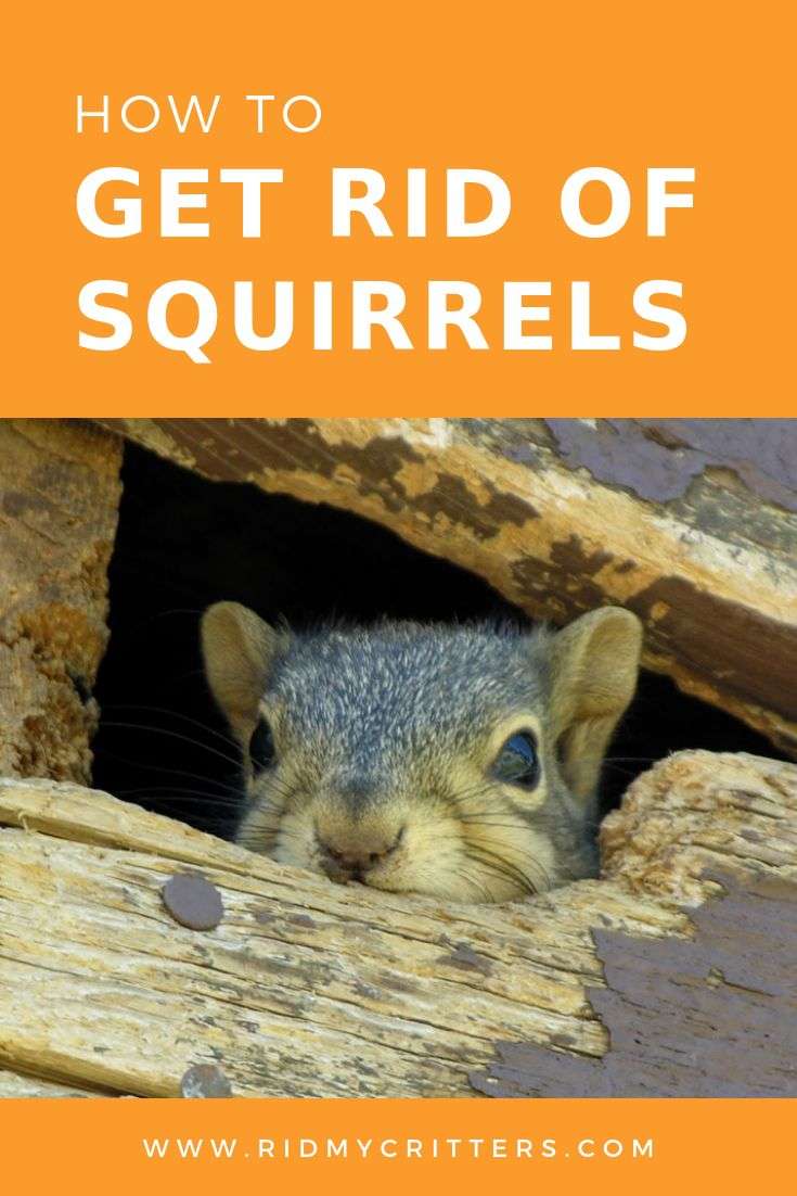 How to Get Rid of Squirrels (from Your Attic, Garden, or ...