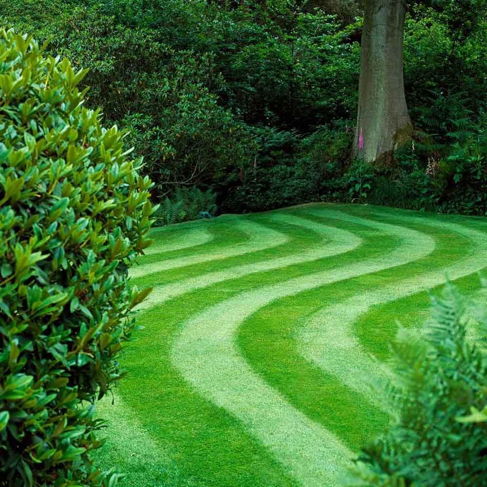 How to Grow Greener Grass