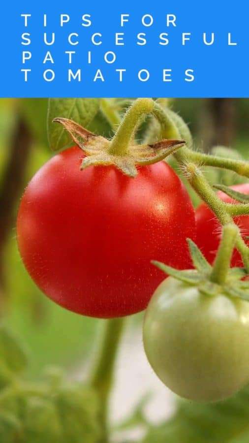 How to Grow Patio Tomatoes
