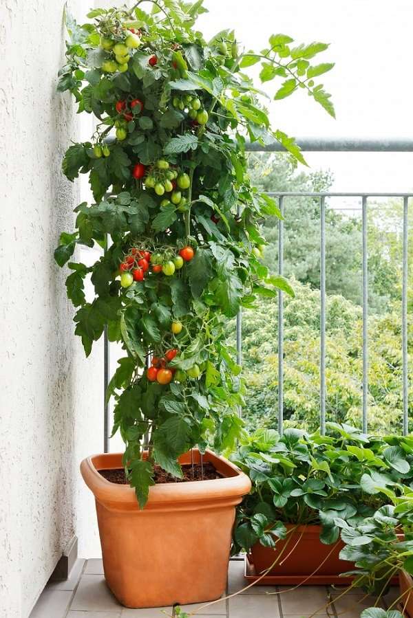 How to Grow Tomatoes in Container of Your Kitchen Garden?