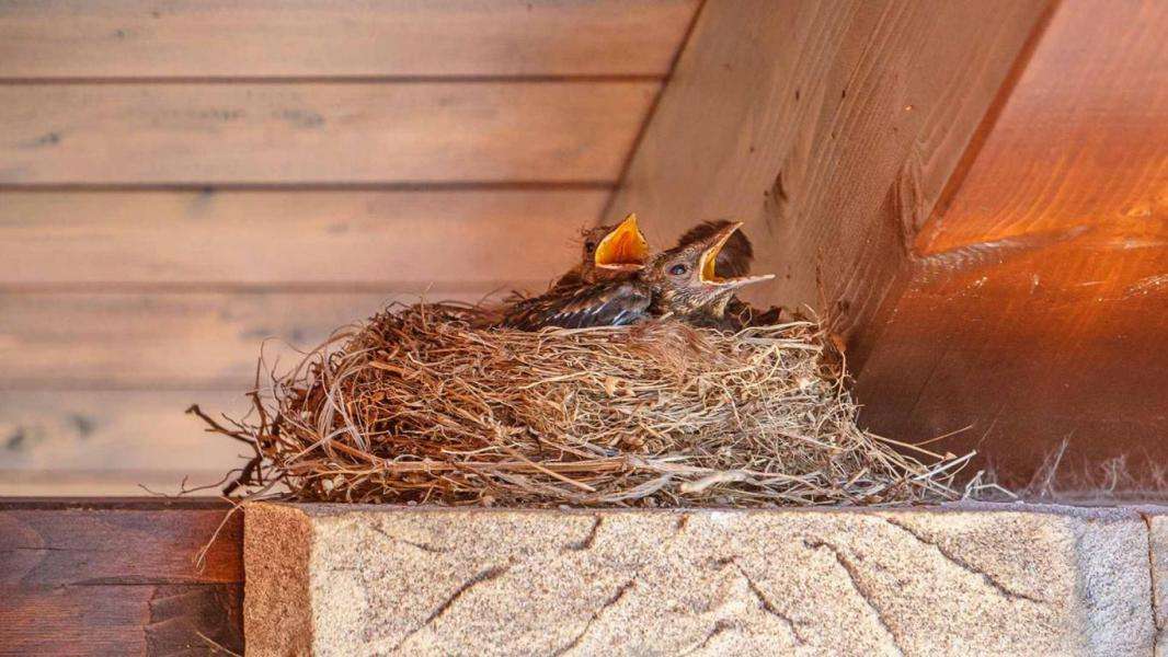How to Keep Birds from Nesting on The Porch? Complete Guide!