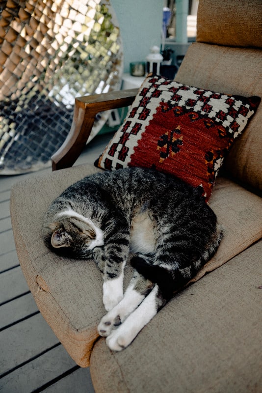How to Keep Cats Off Outdoor Patio Furniture  Sunshine &  Play