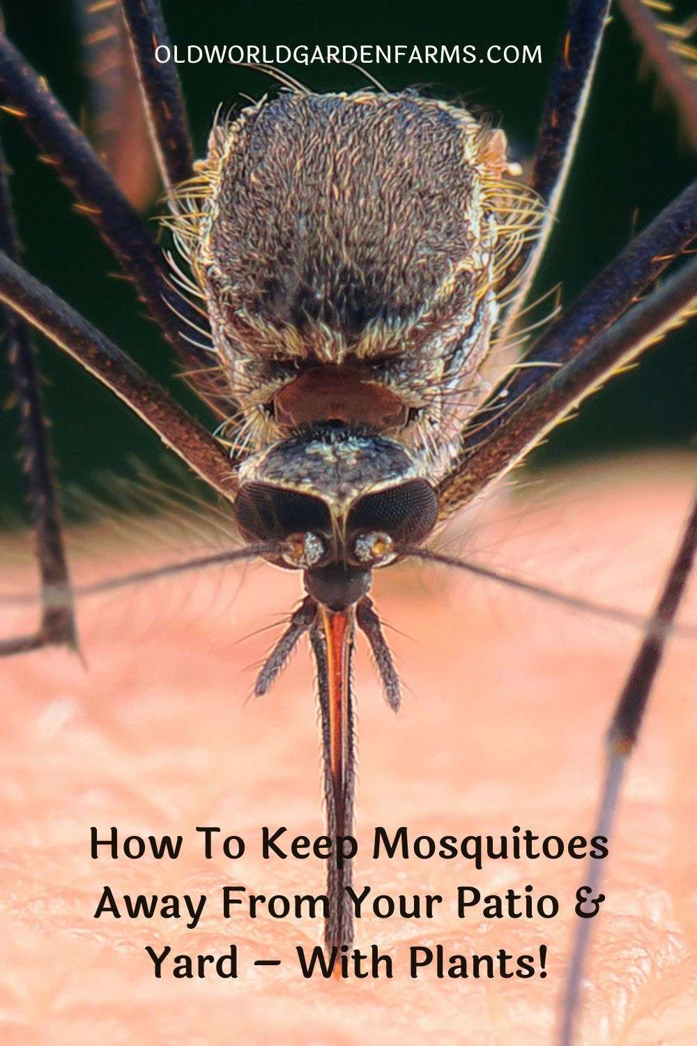 How To Keep Mosquitoes Away From Your Patio & Yard