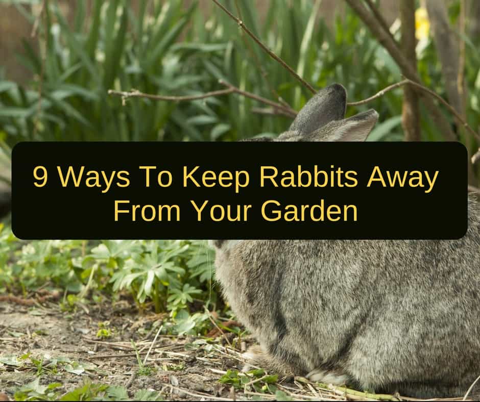 How To Keep Rabbits Out Of The Garden