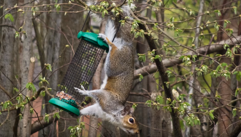 How To Keep Squirrels From Chewing On Patio Furniture (5 ...
