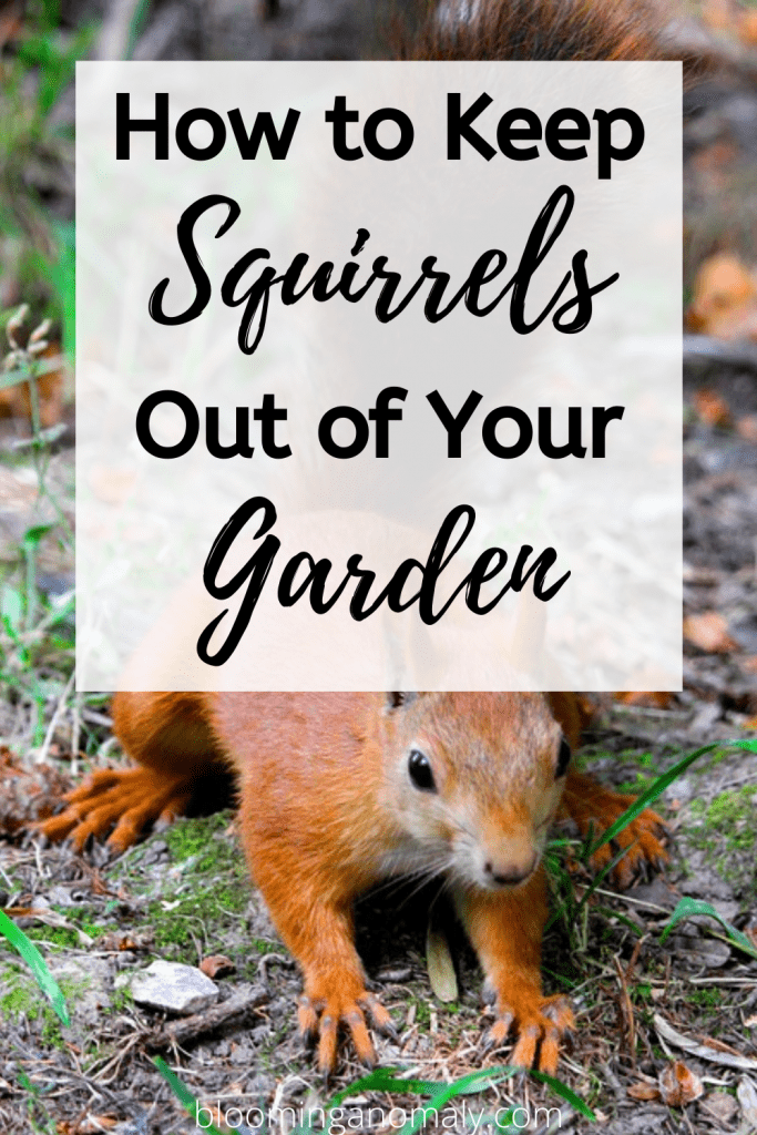 How to Keep Squirrels Out of Your Garden