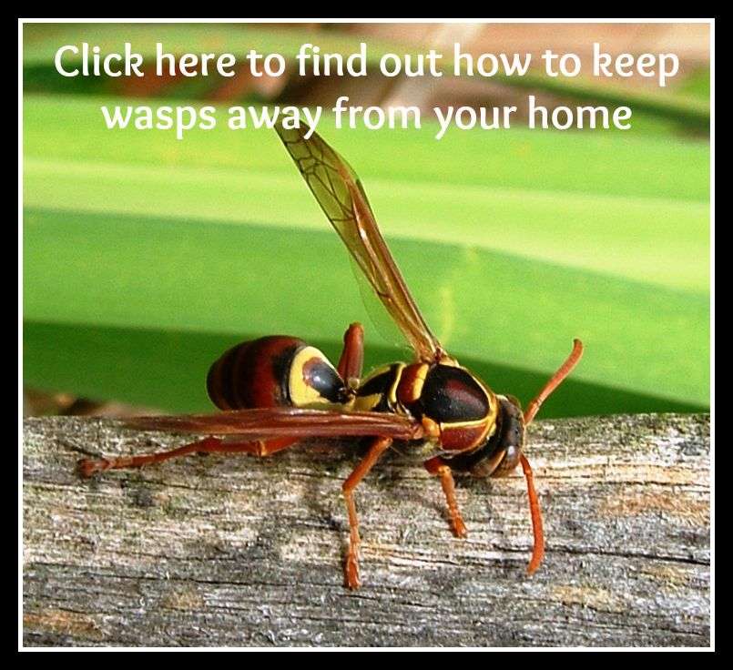 How To Keep Wasps Away From Your Home