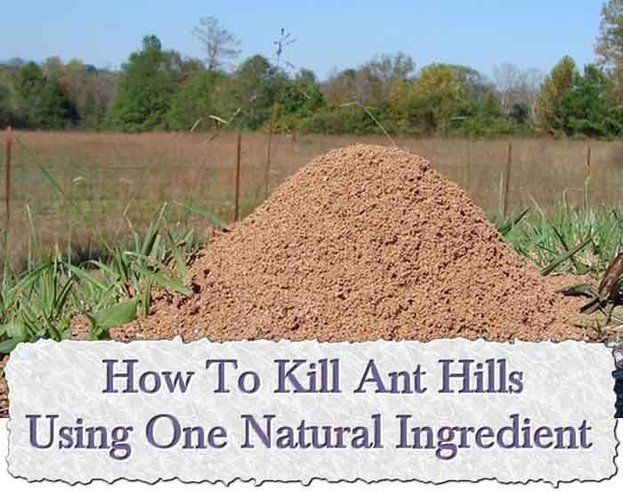 How To Kill Ant Hills Using One Natural Ingredient Ant ...