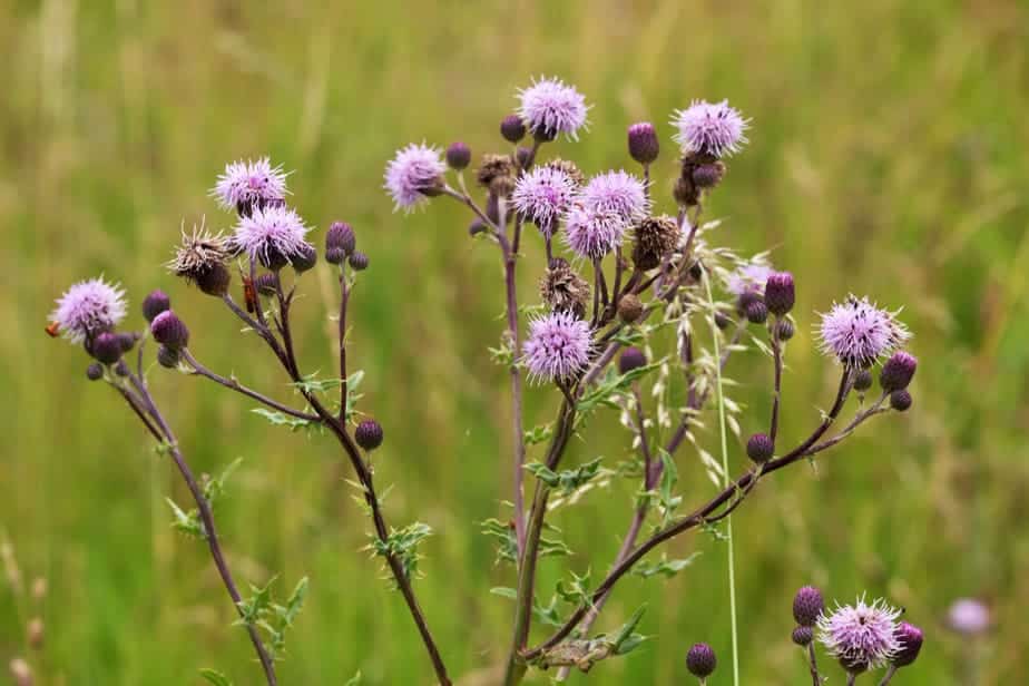 How To Kill Thistle Weeds in Your Yard Effortlessly 2020: Own The Yard