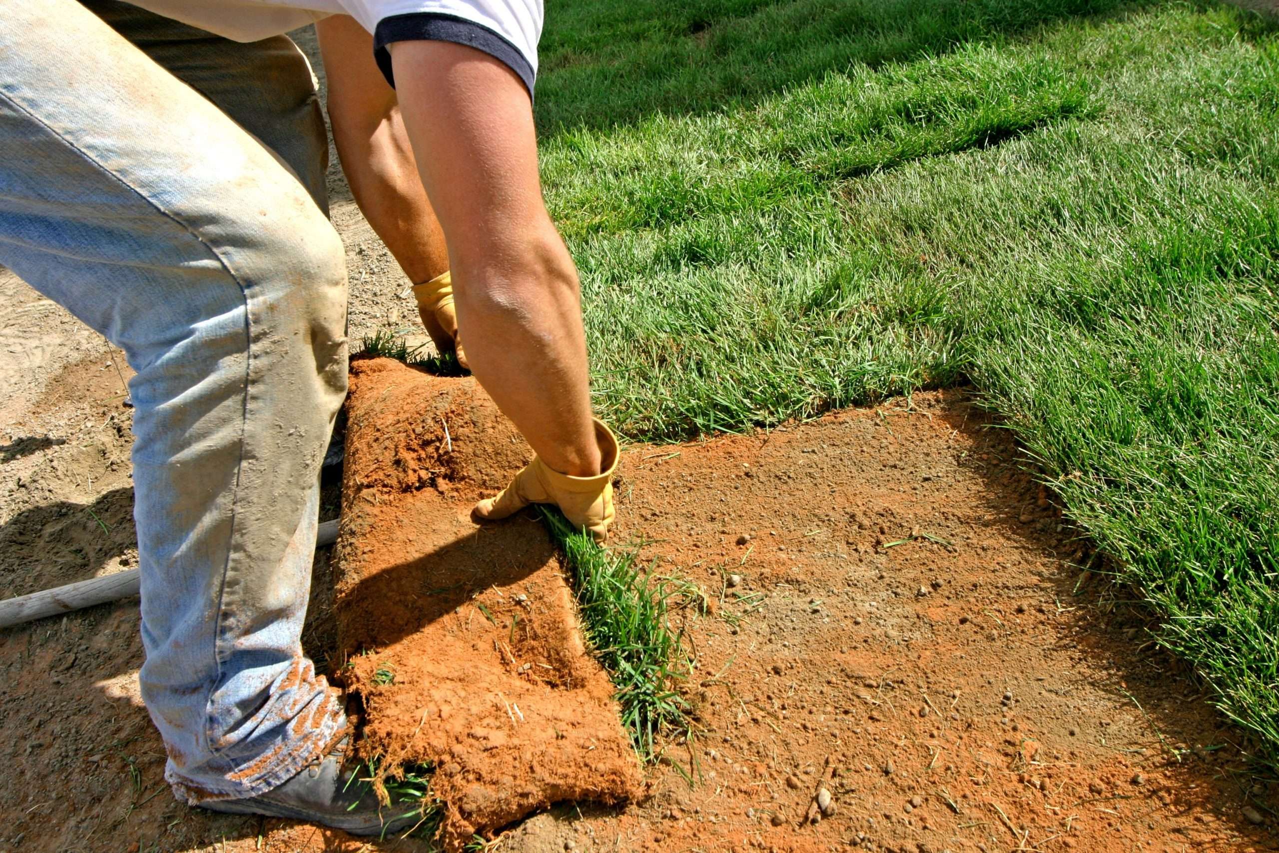 How to Lay Sod to Start a New Lawn