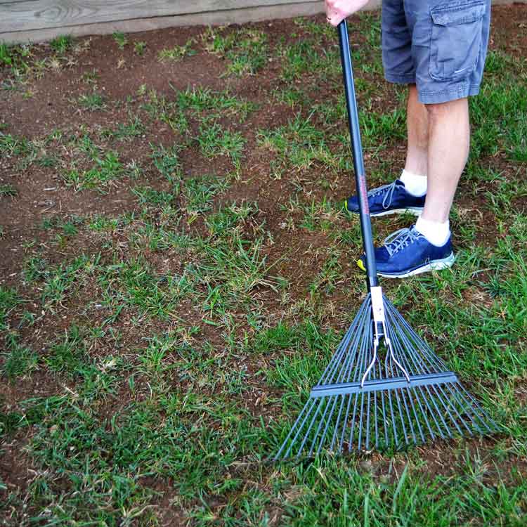 How to Overseed a Lawn  GreenView Fertilizer