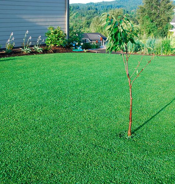 How To Overseed Your Lawn With Clover