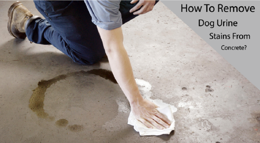 How To Remove Dog Urine Stains From Concrete?