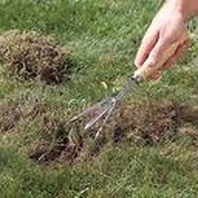 How to Repair and Reseed Dead spots on Your Lawn