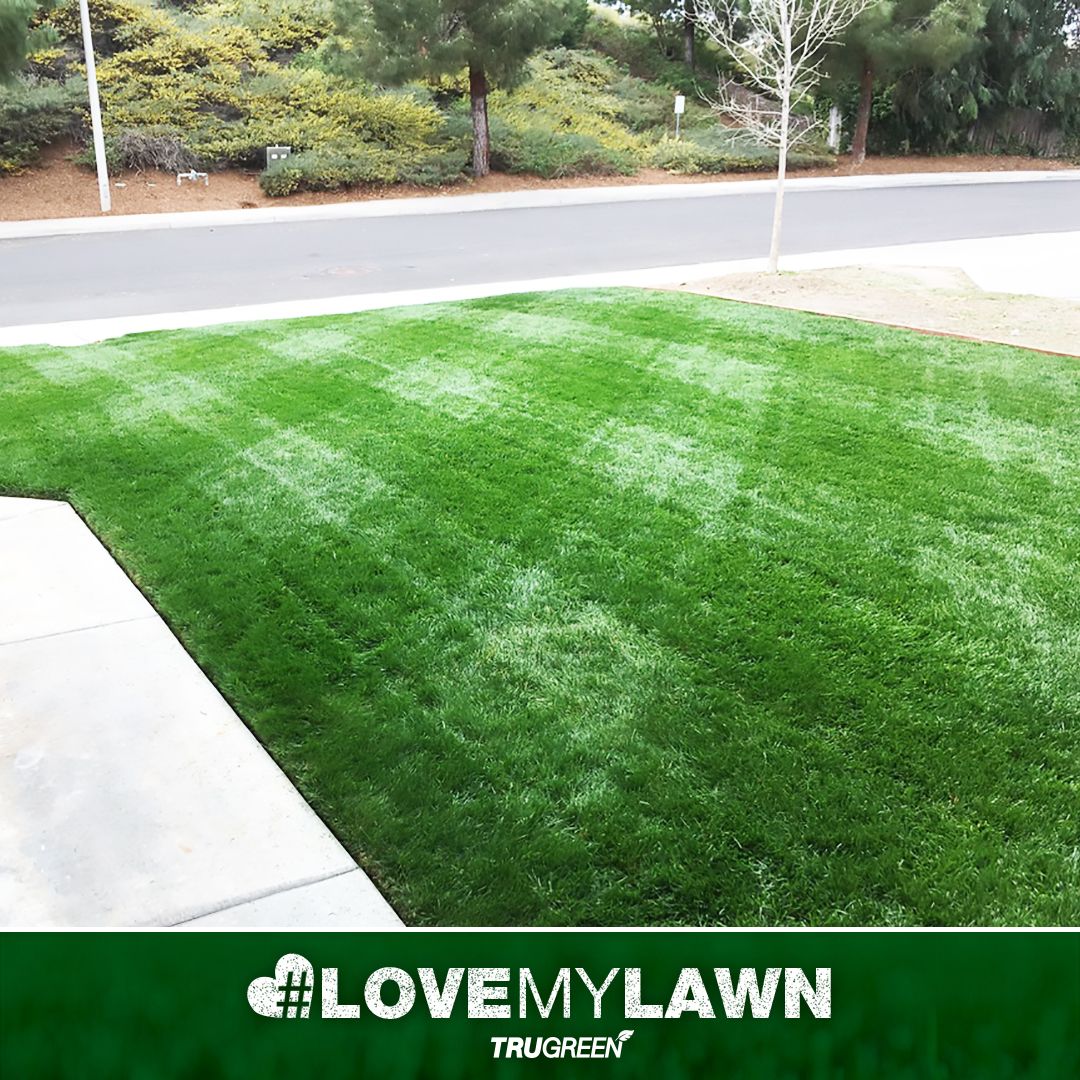 Is Trugreen Lawn Care Safe