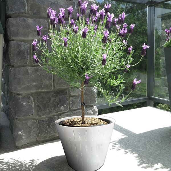Lavender Standard Topiary Tree for Sale