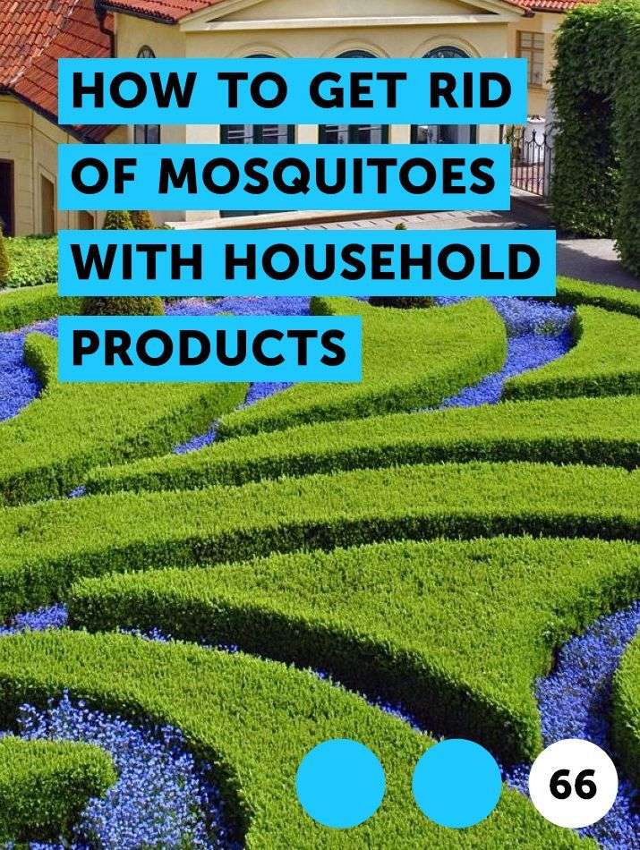Learn How to Get Rid of Mosquitoes With Household Products ...