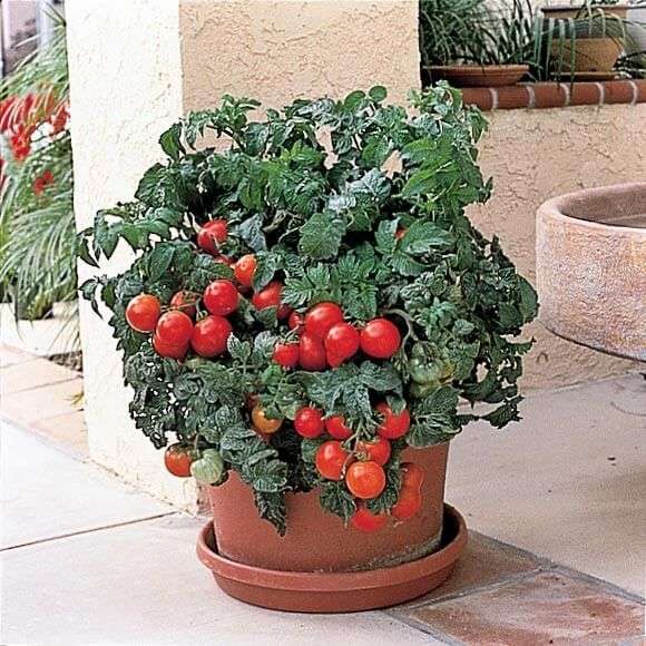 Patio Hybrid FASt Tomato Seeds