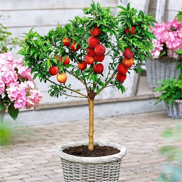 Patio Peach Tree Bonanza