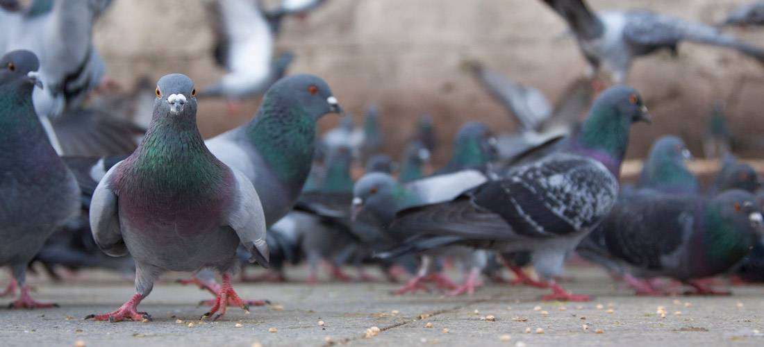 Pigeons: 7 Ways to Keep Them Off Your Patio