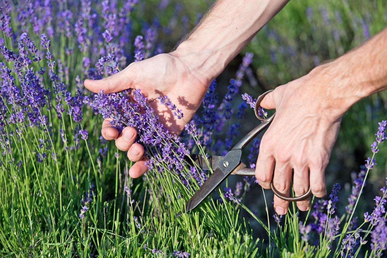 Pruning Lavender Plants