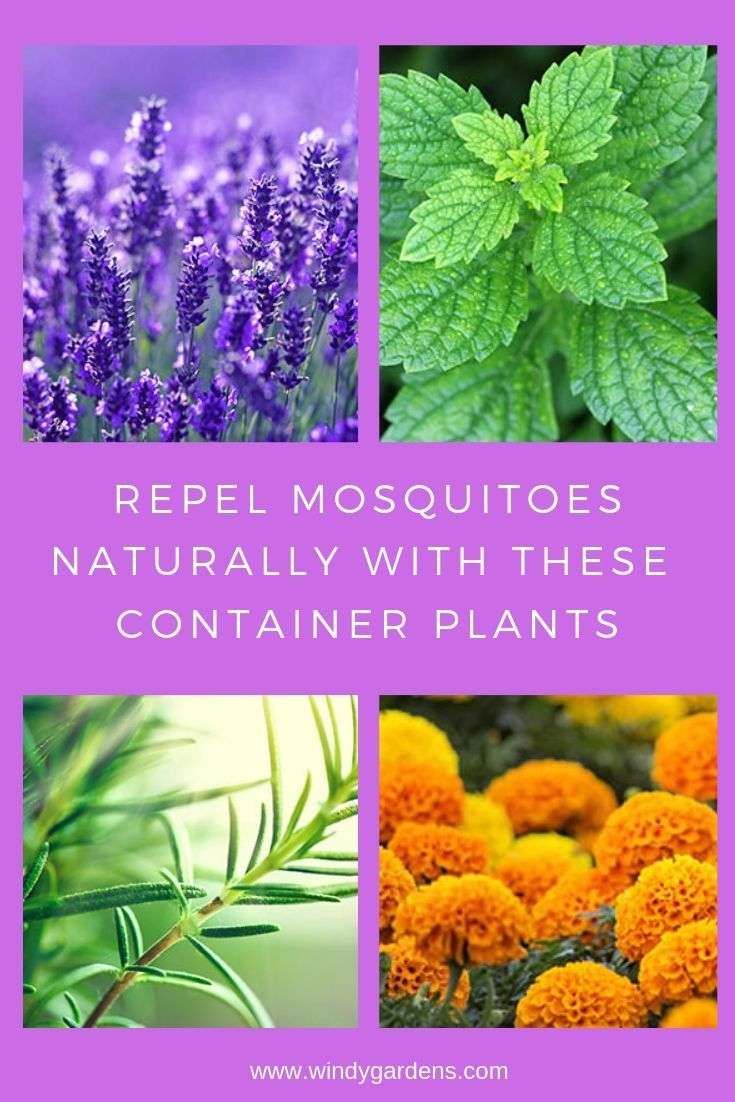 Repel Mosquitoes Naturally