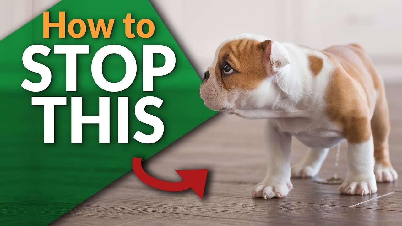 Stop your Puppy From Peeing Inside!