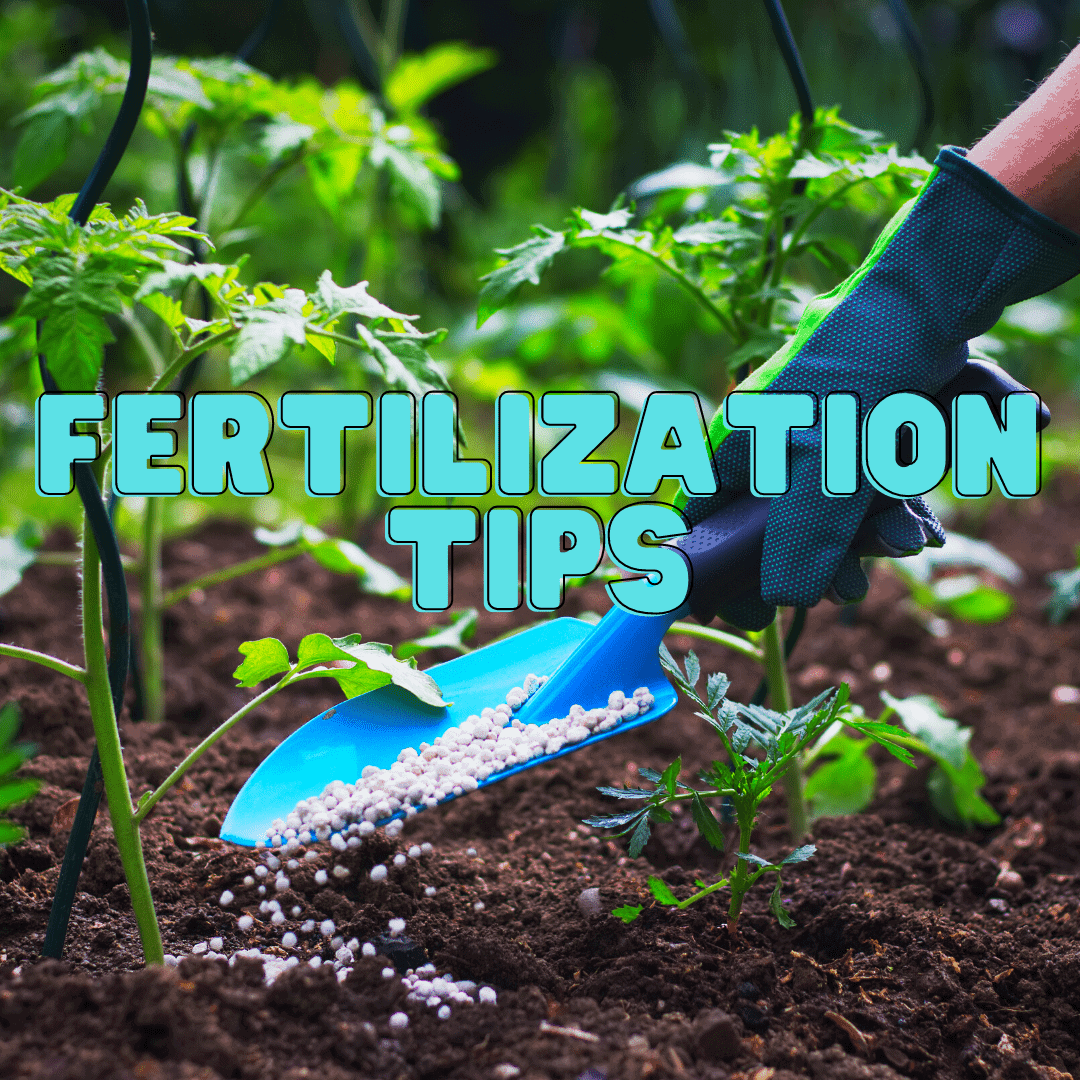 Tips on fertilizing your yard