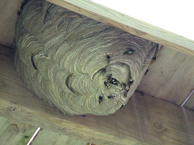 Wasp Nest Under Deck