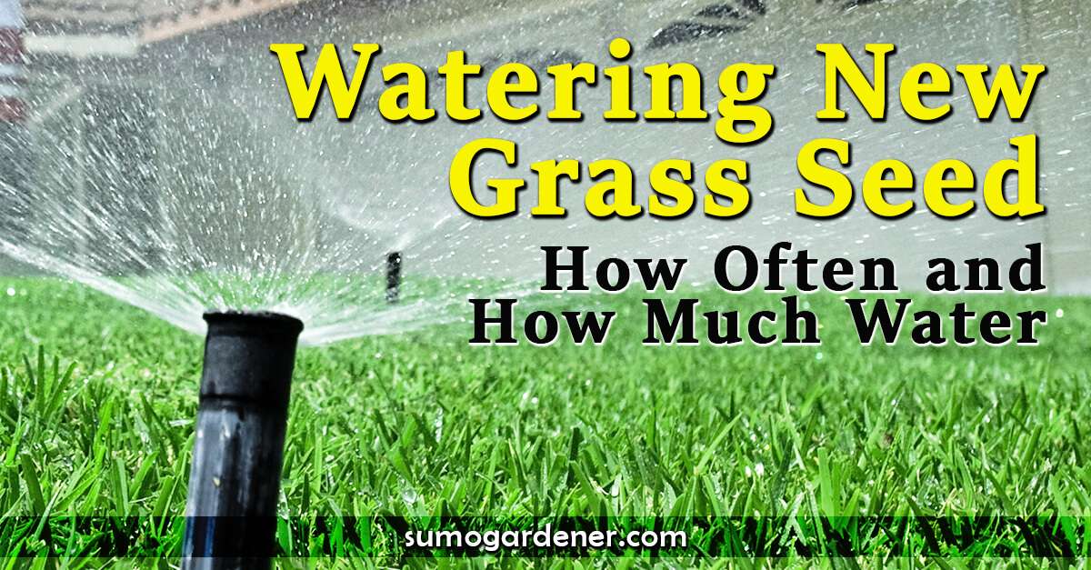 Watering New Grass Seed: How Often and How Much Water