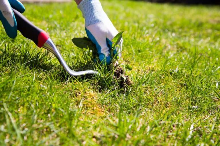 Weed Control FAQs: How Do You Kill Weeds and Not Grass?