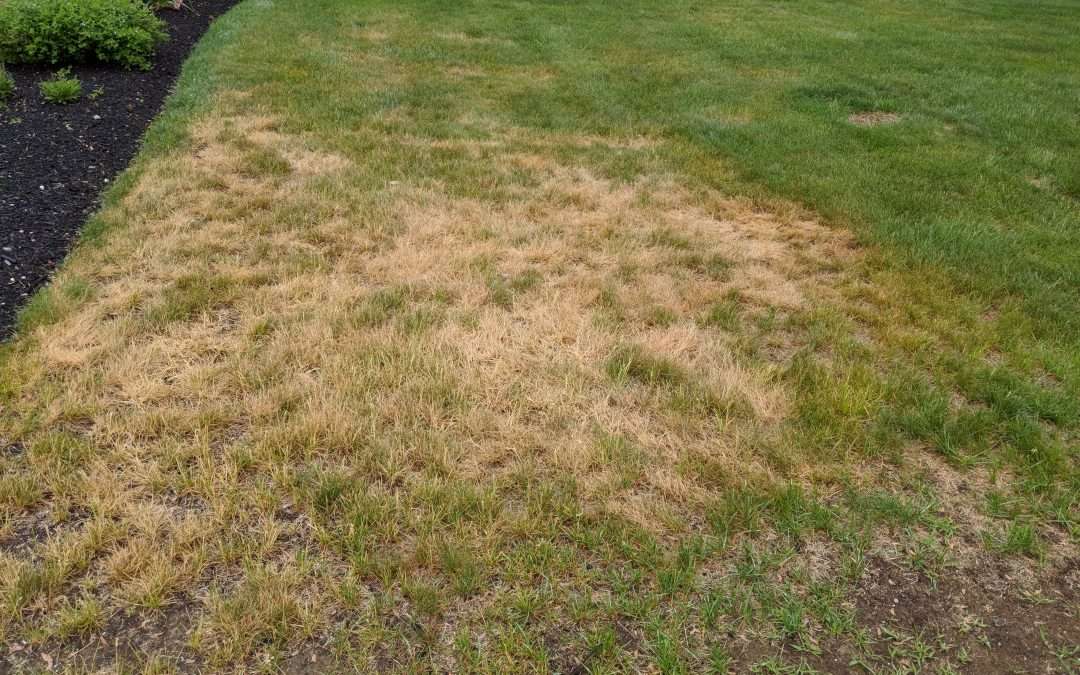 What are the brown spots on my lawn?