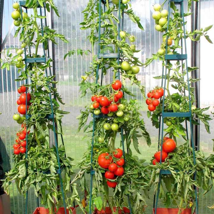 Wondering which Tomato to Grow?